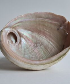 shell
